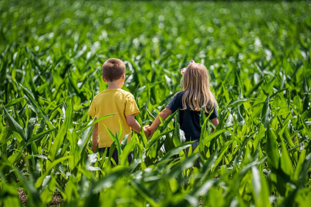 Kids in corn maze