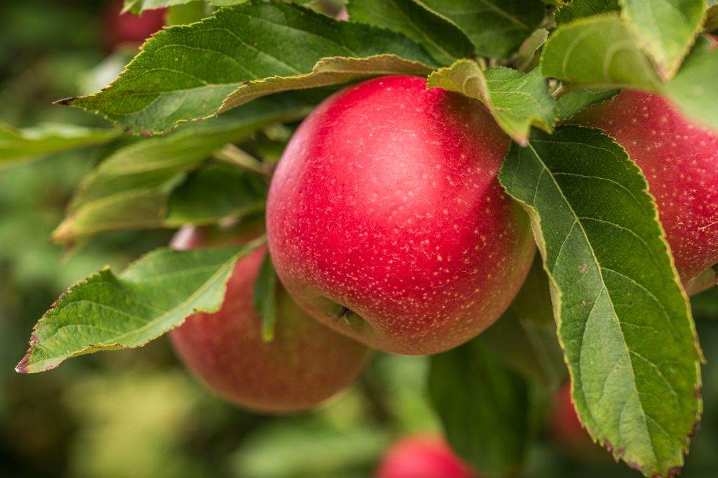 apple picking near Lexington, Va