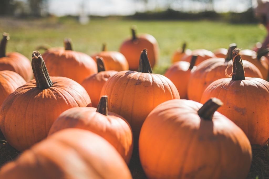Pumpkins in a patch